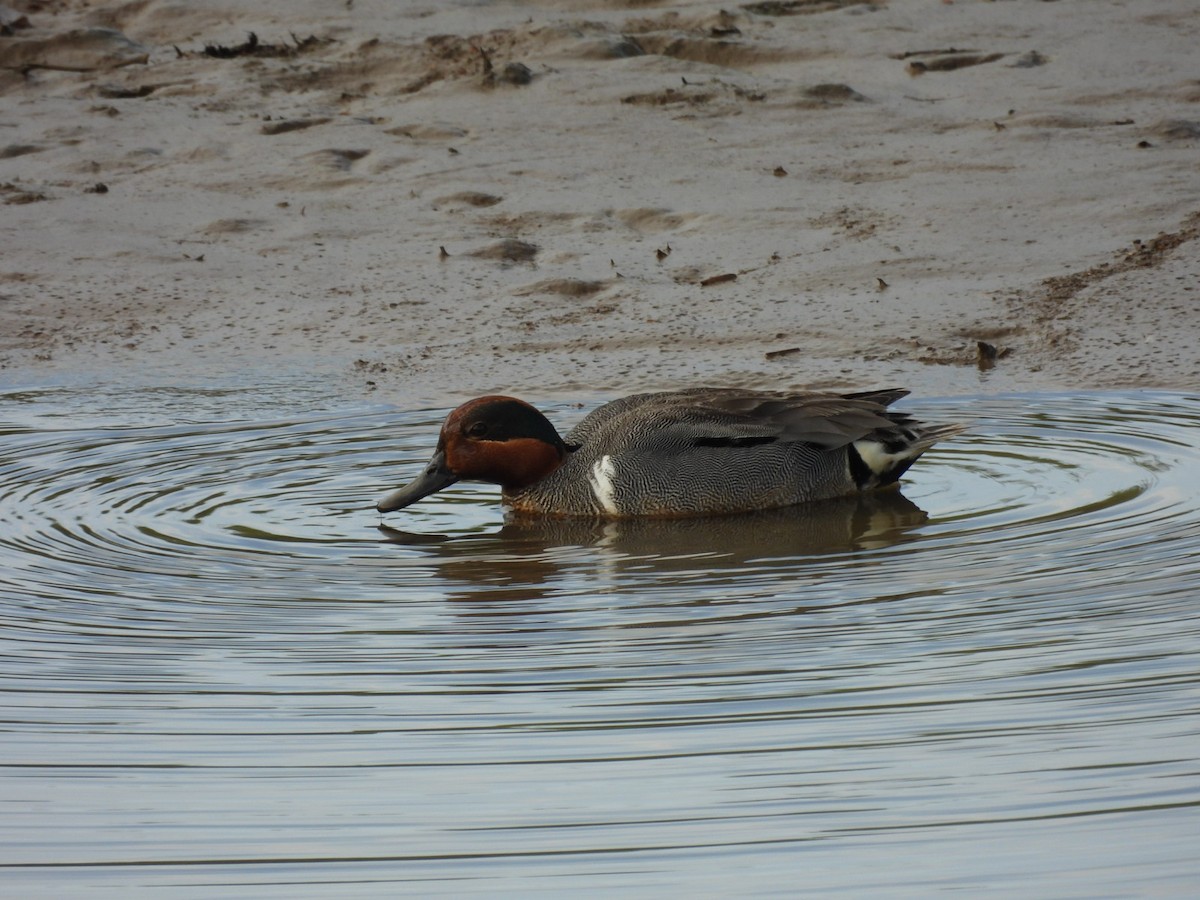 Green-winged Teal - ML620522688