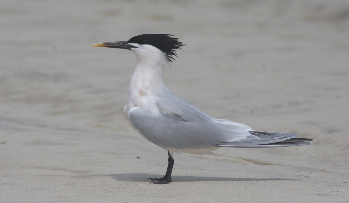 Sandwich x Elegant Tern (hybrid) - ML620522689