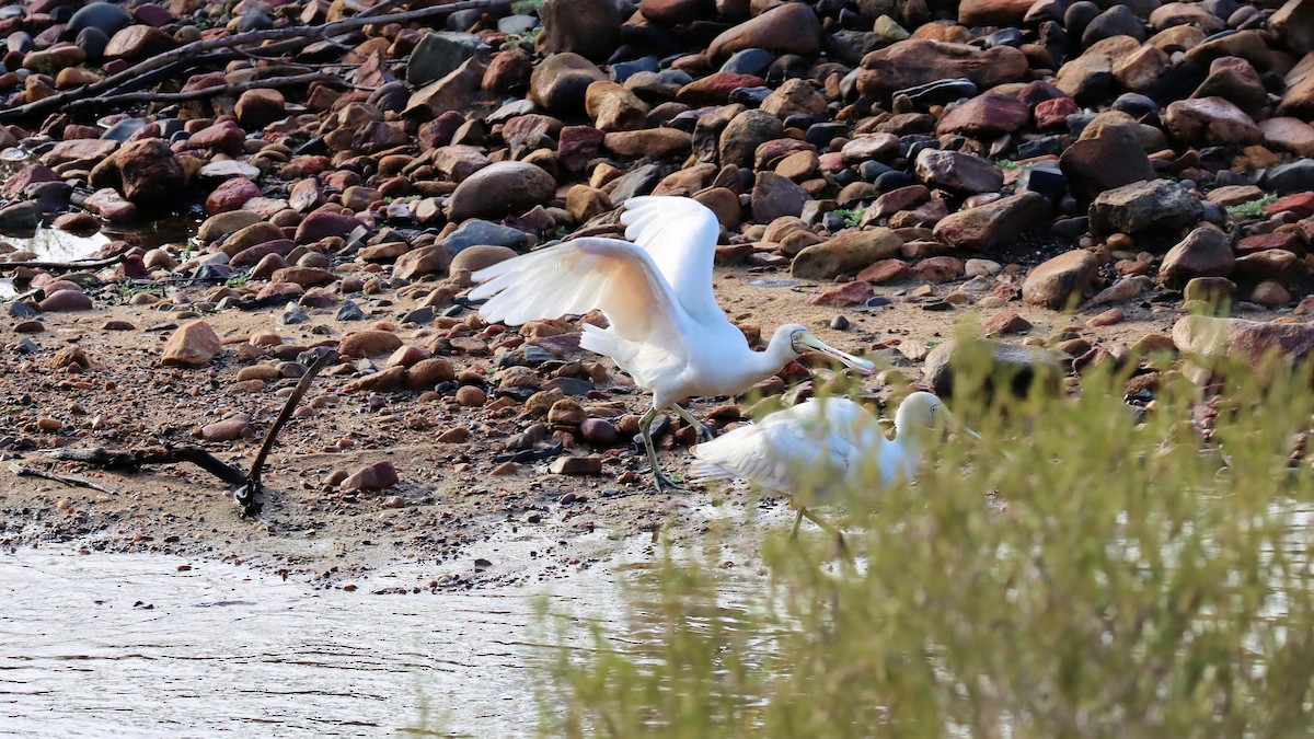 Yellow-billed Spoonbill - ML620522691