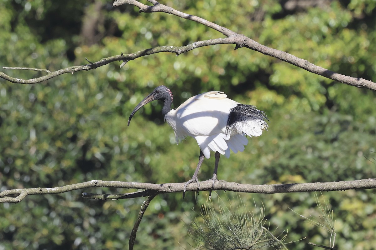 Australian Ibis - ML620522694