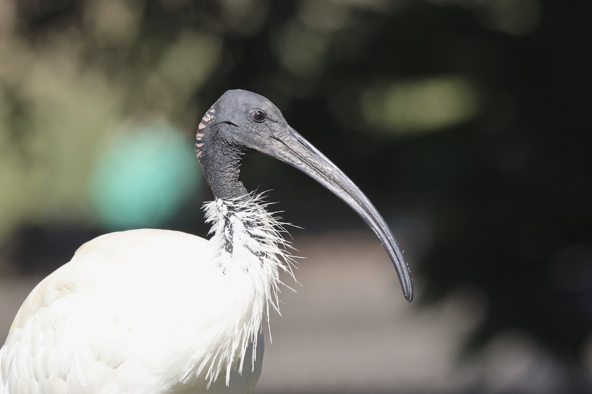 Ibis Moluqueño - ML620522695