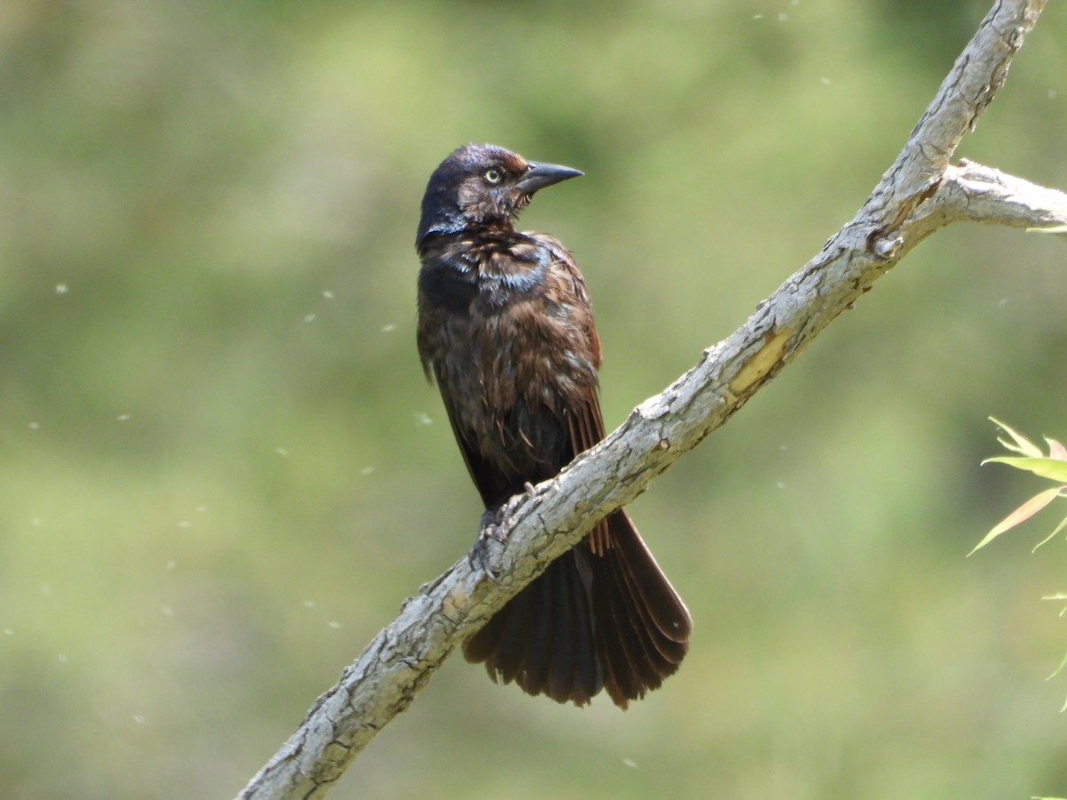 Common Grackle - ML620522696