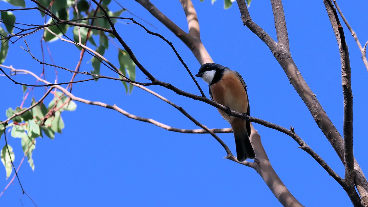 Rufous Whistler - Craig Lumsden