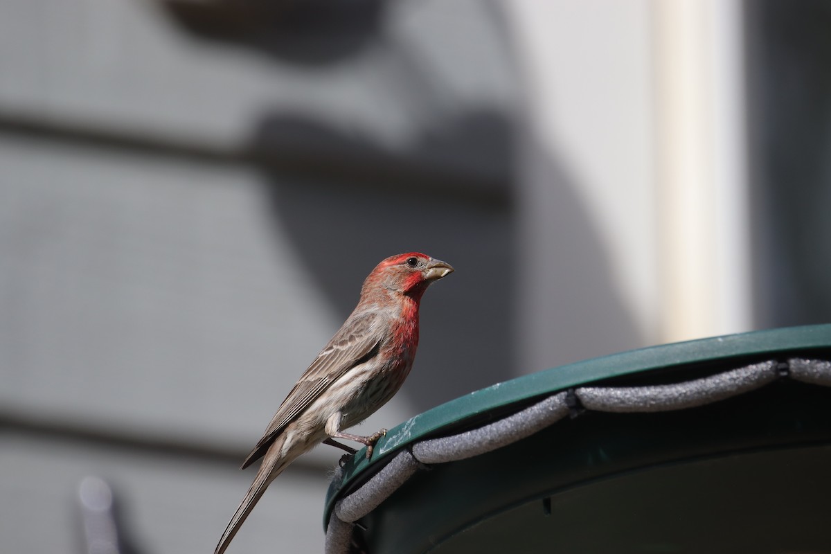 House Finch - ML620522698