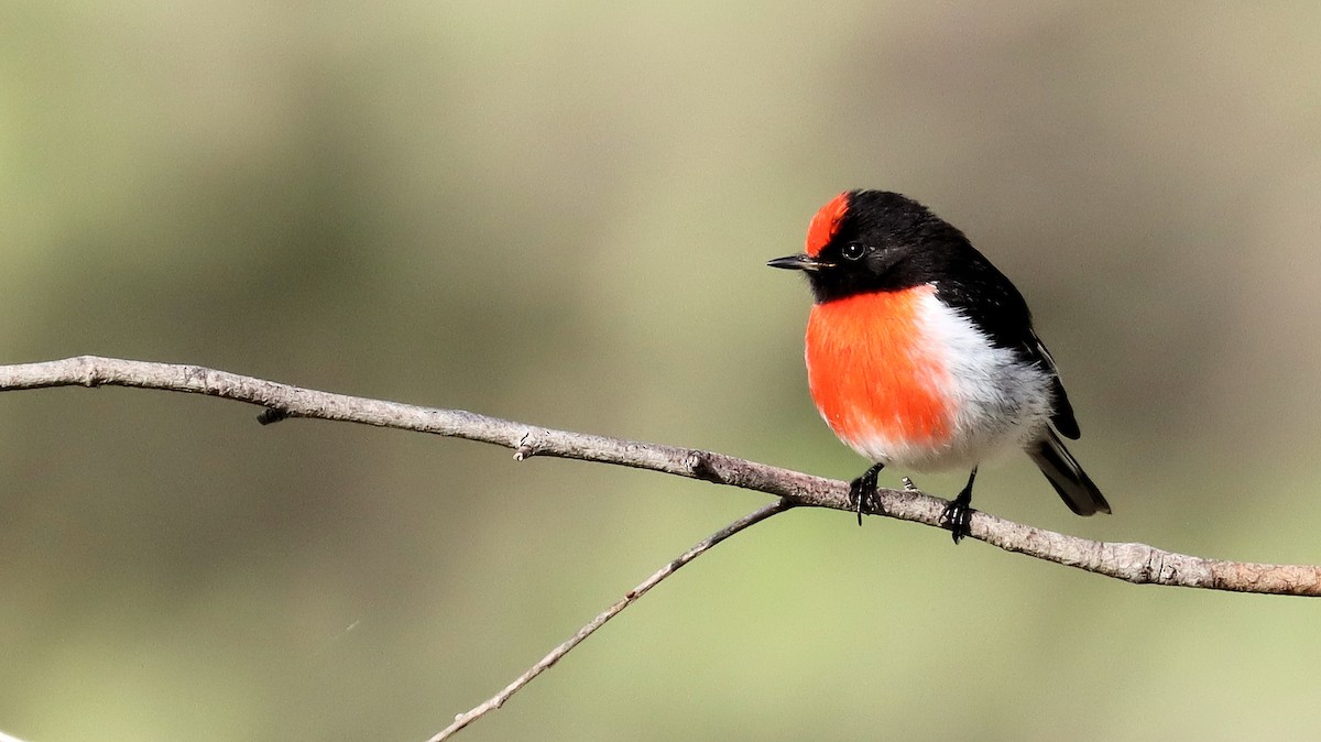 Red-capped Robin - ML620522705