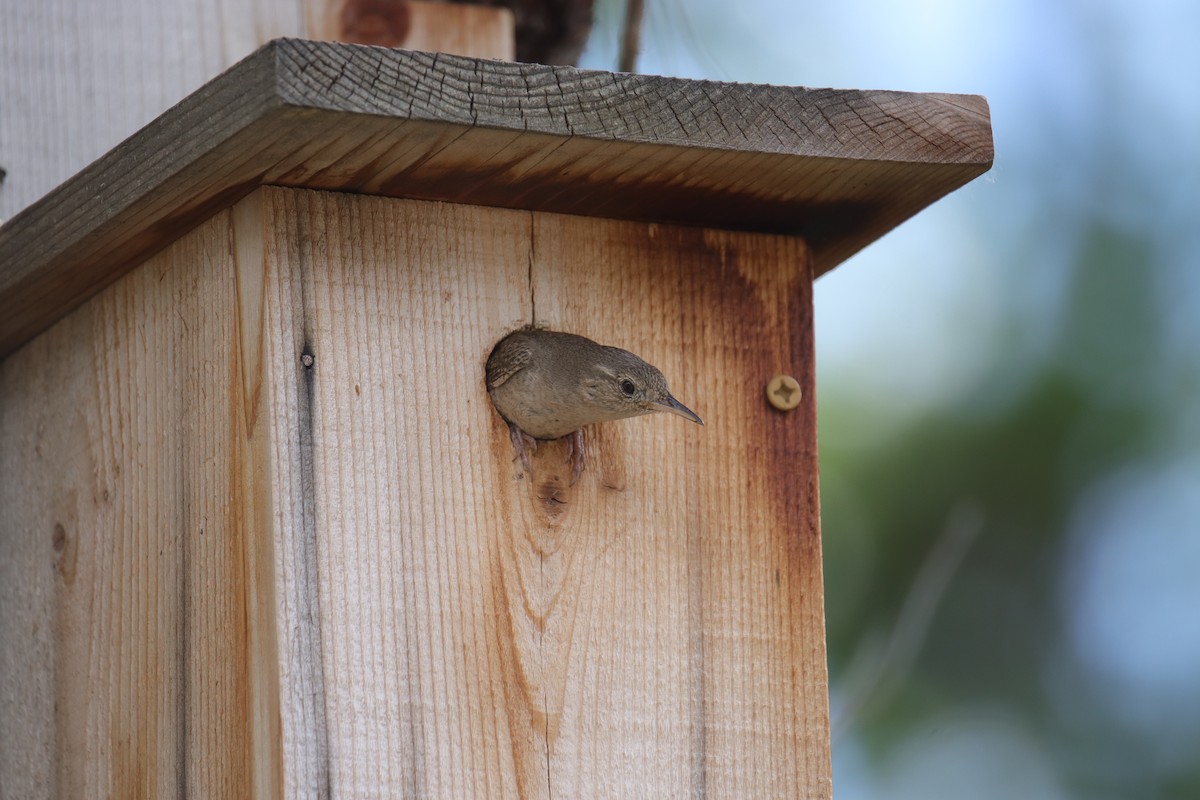 House Wren - ML620522708