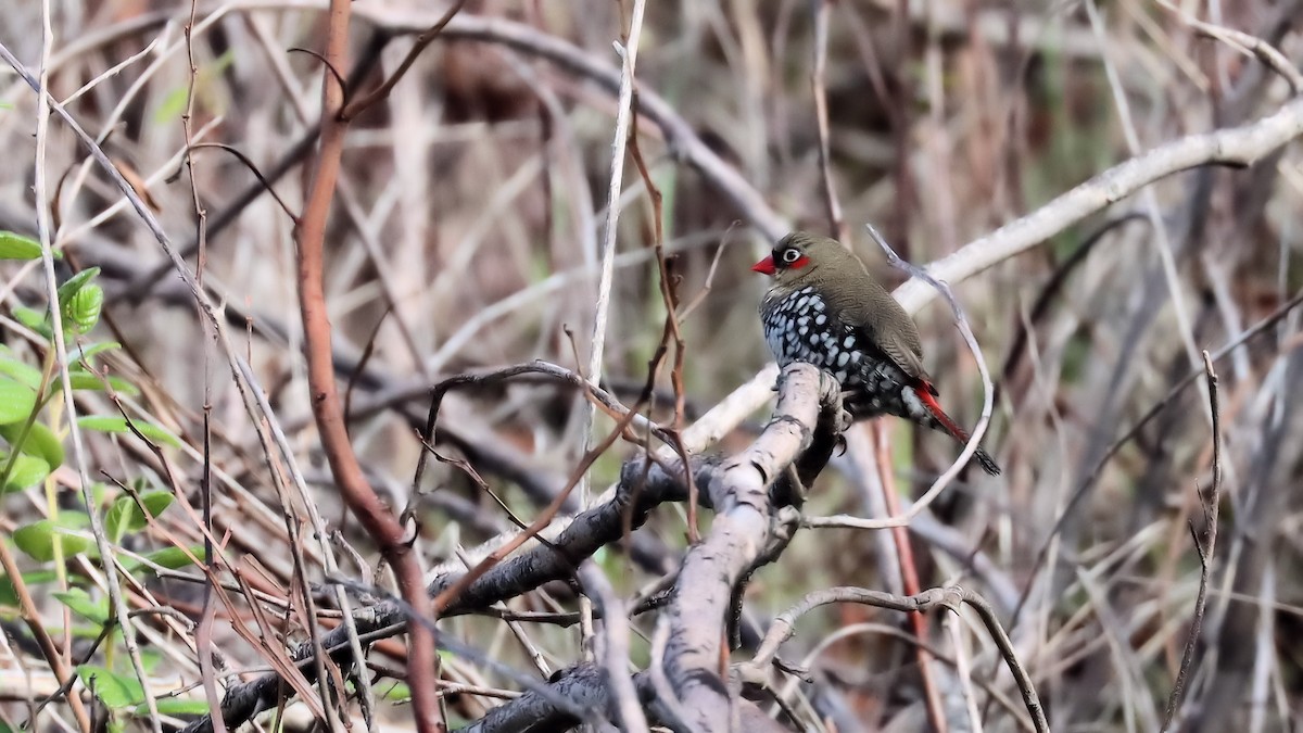 Red-eared Firetail - ML620522709