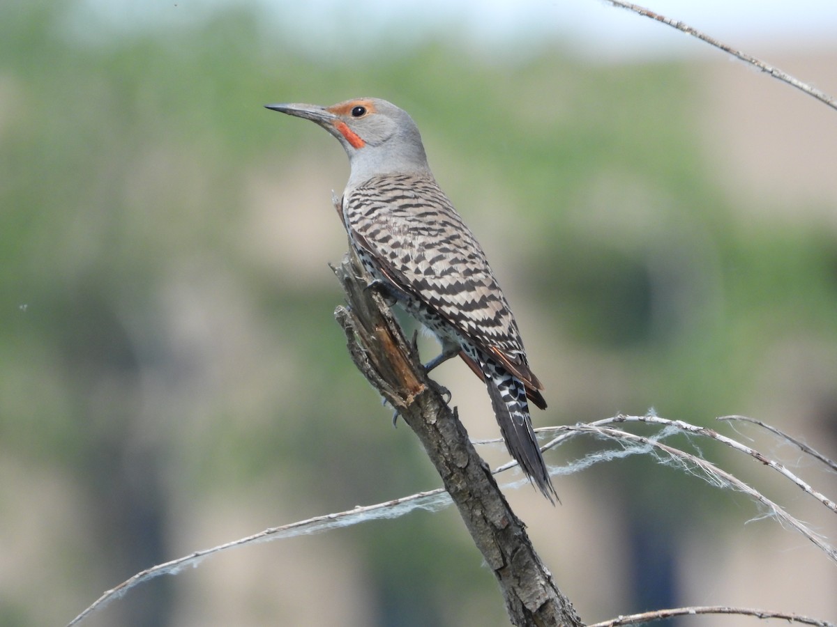 Northern Flicker (Red-shafted) - ML620522712
