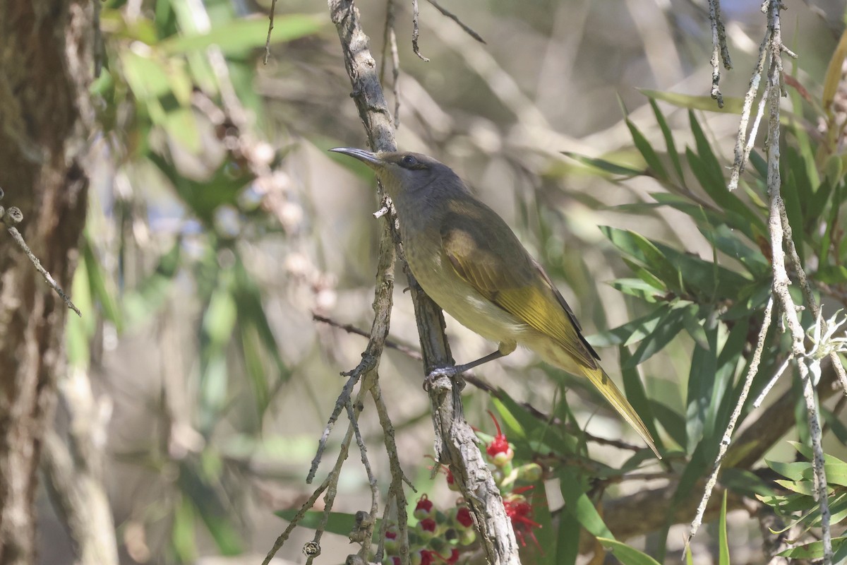 Brown Honeyeater - ML620522715