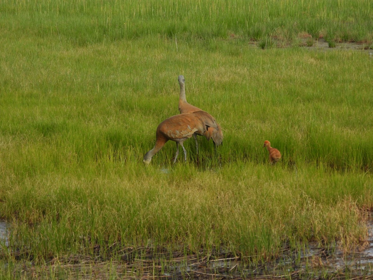 Sandhill Crane - ML620522717