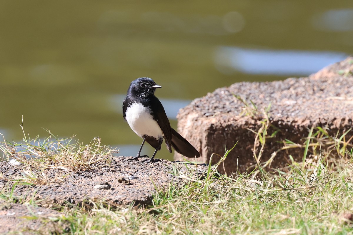 Willie-wagtail - ML620522721