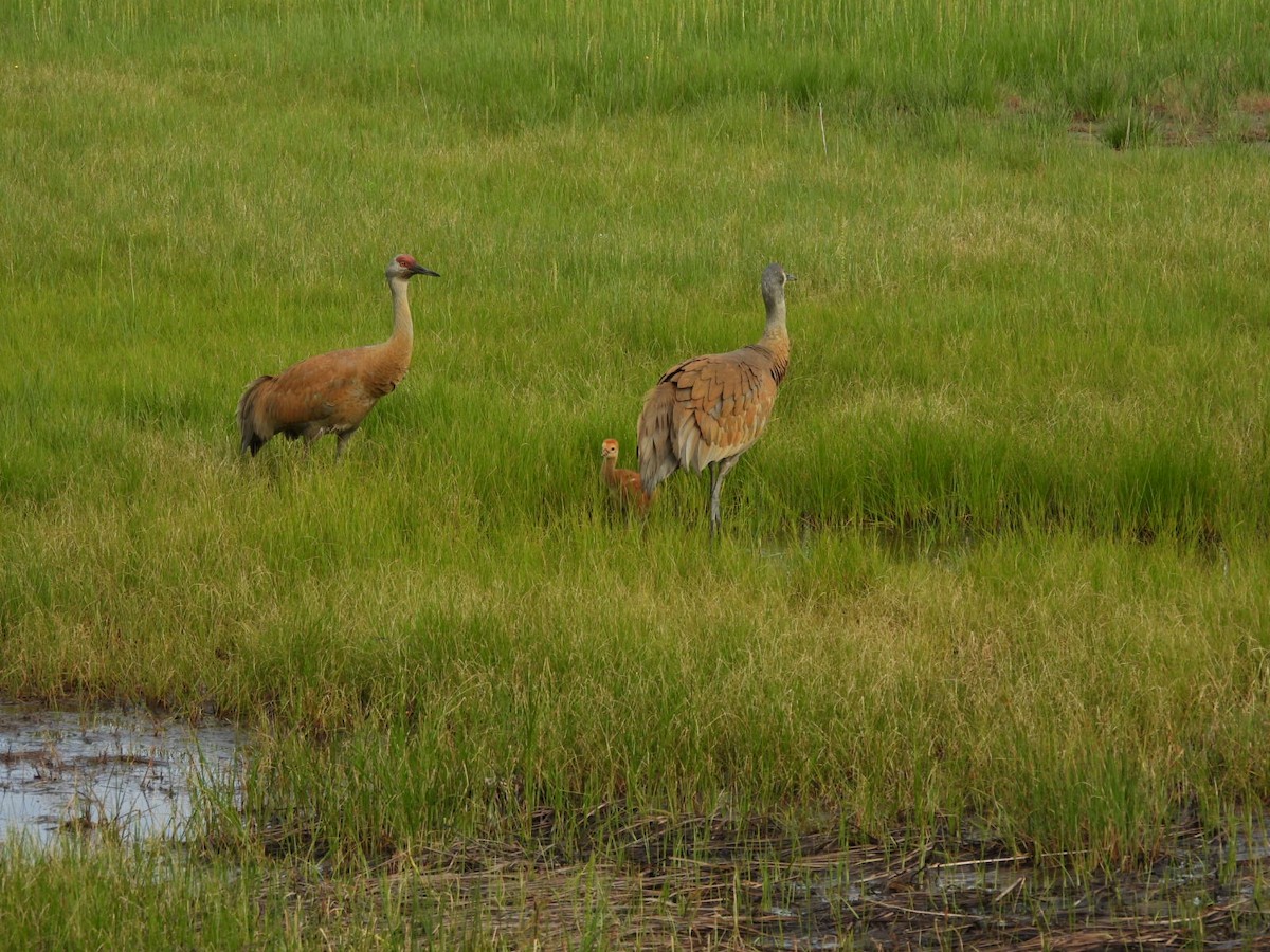 Sandhill Crane - ML620522723