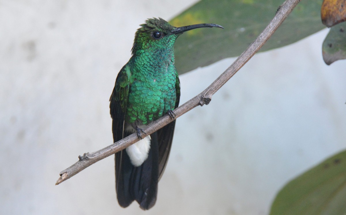 Colibrí de Buffon (grupo buffonii) - ML620522724