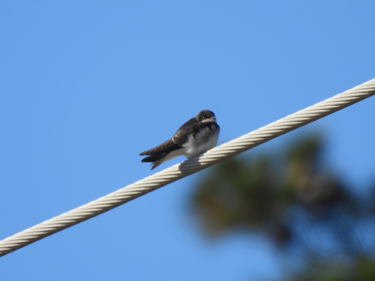 Tree Swallow - Zac Denning