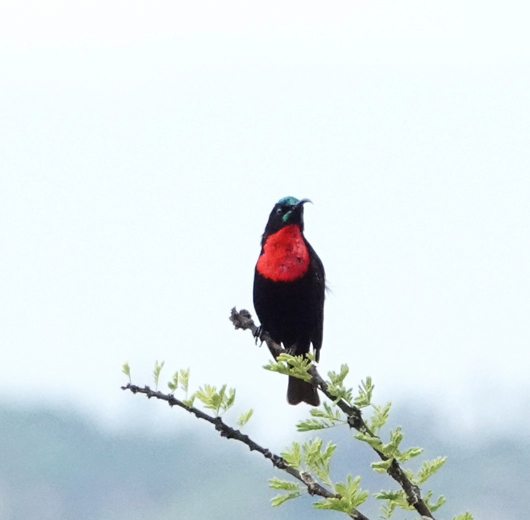 Scarlet-chested Sunbird - ML620522726