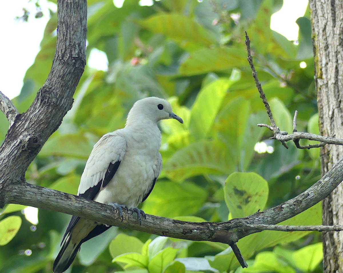 Pied Imperial-Pigeon - ML620522727