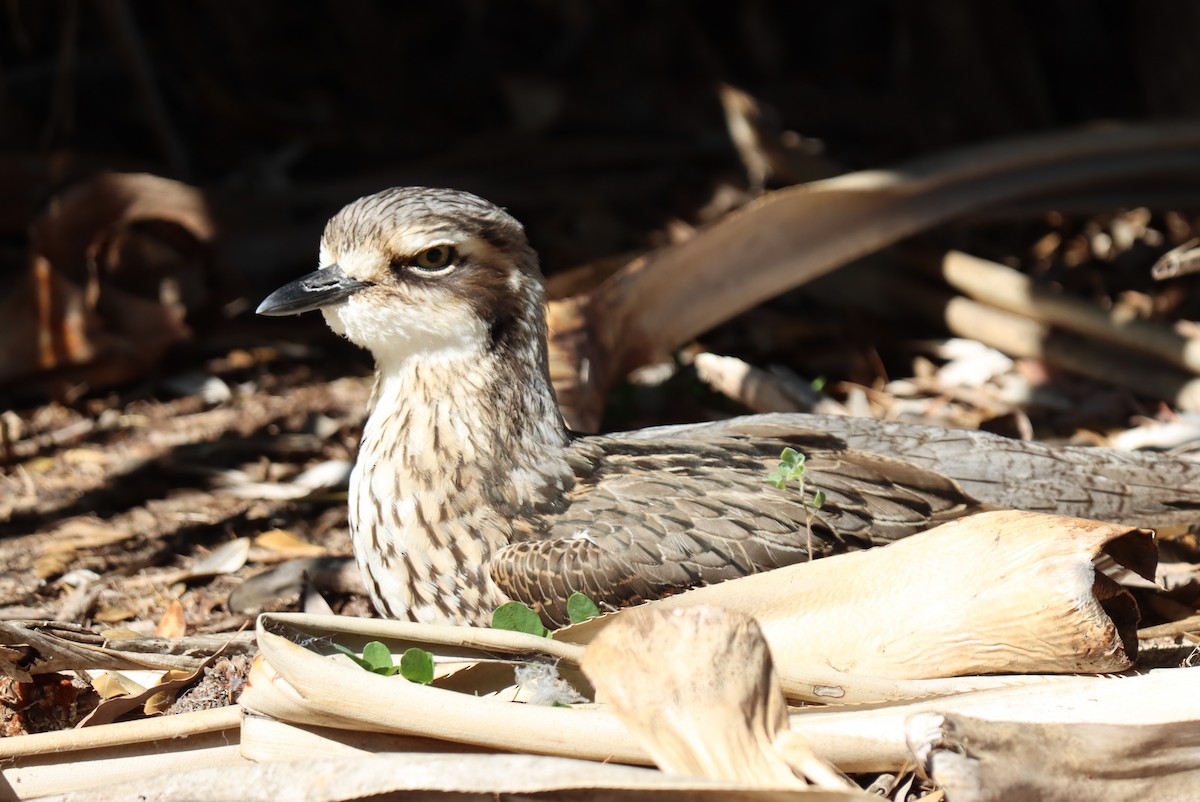 Bush Thick-knee - ML620522730