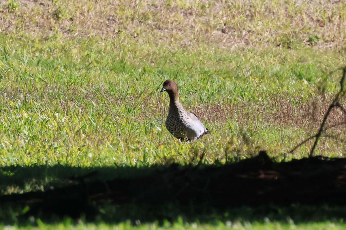 Pato de Crin - ML620522732