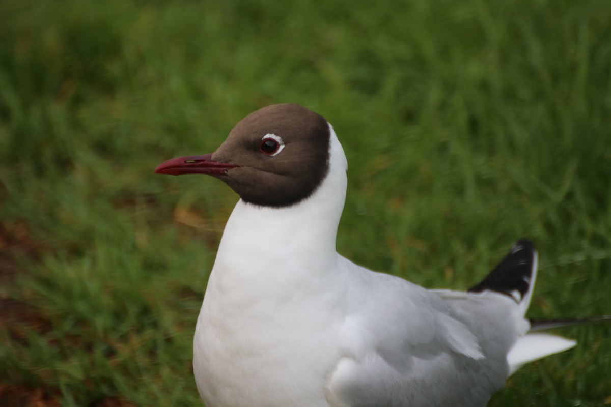 Black-headed Gull - ML620522733