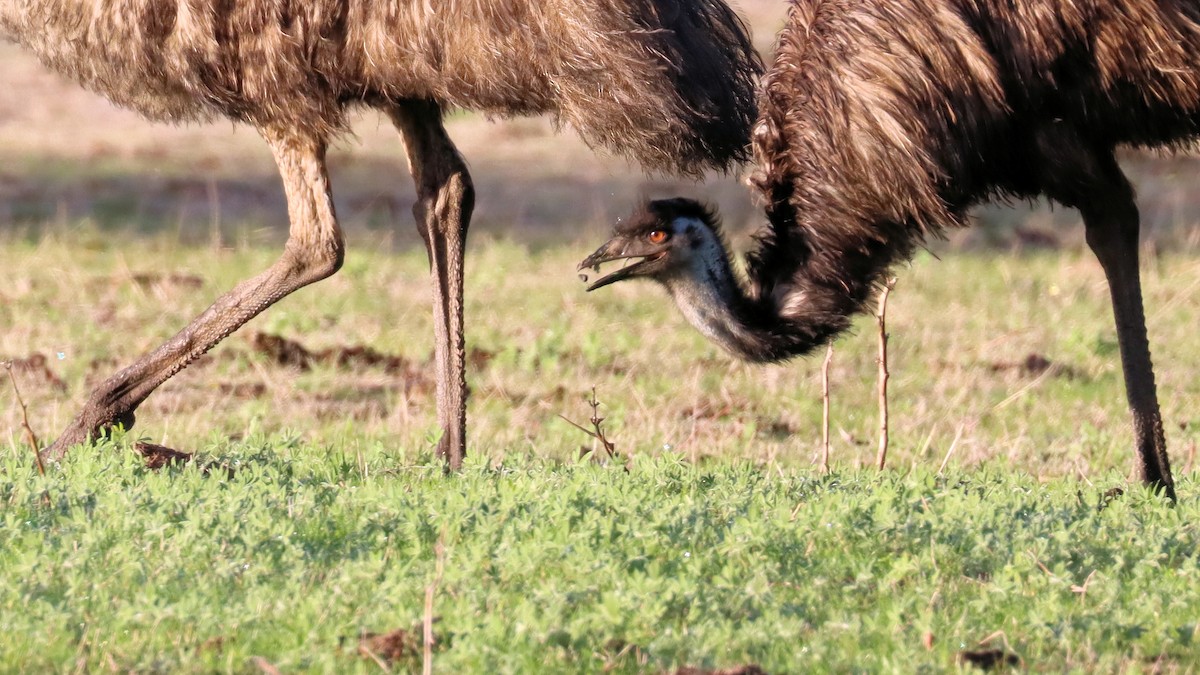 emu hnědý - ML620522741