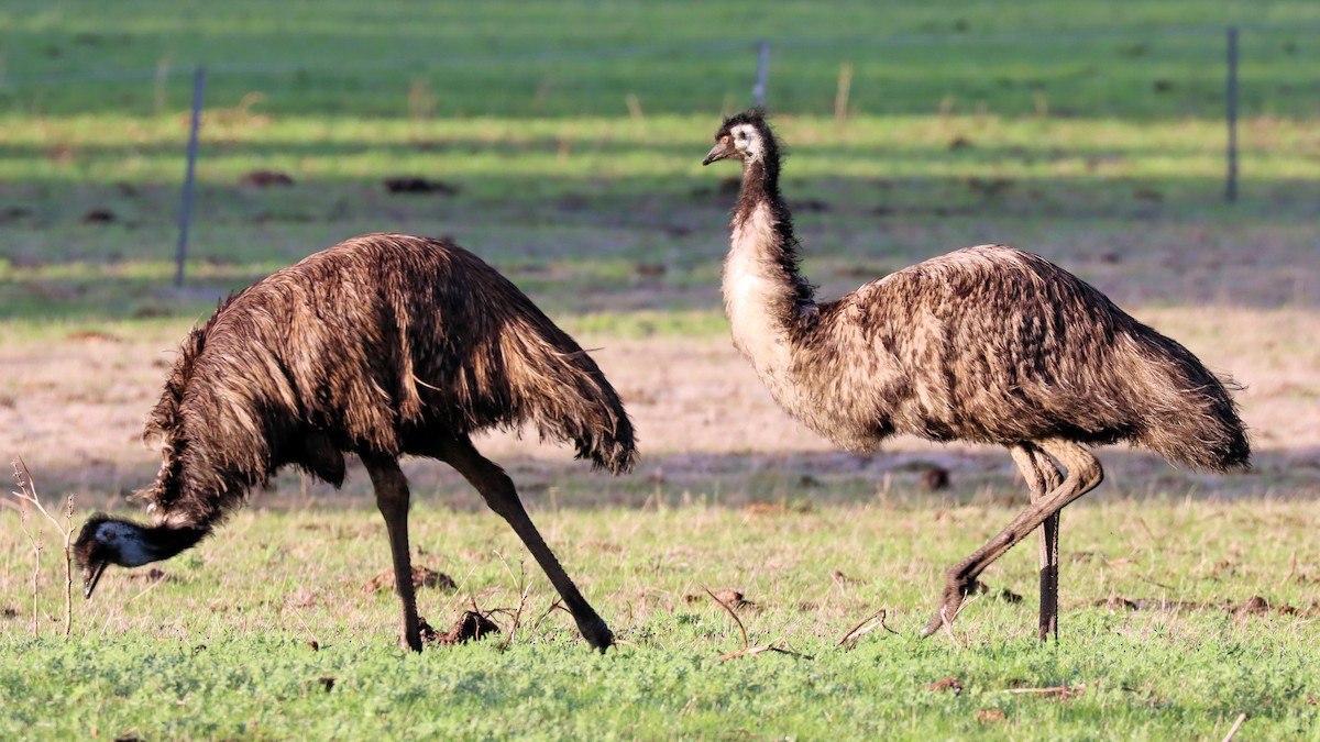 Émeu d'Australie - ML620522743