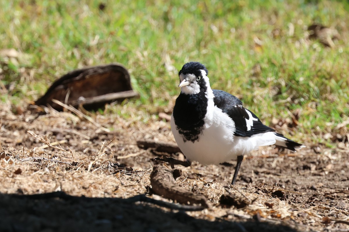 Magpie-lark - ML620522750