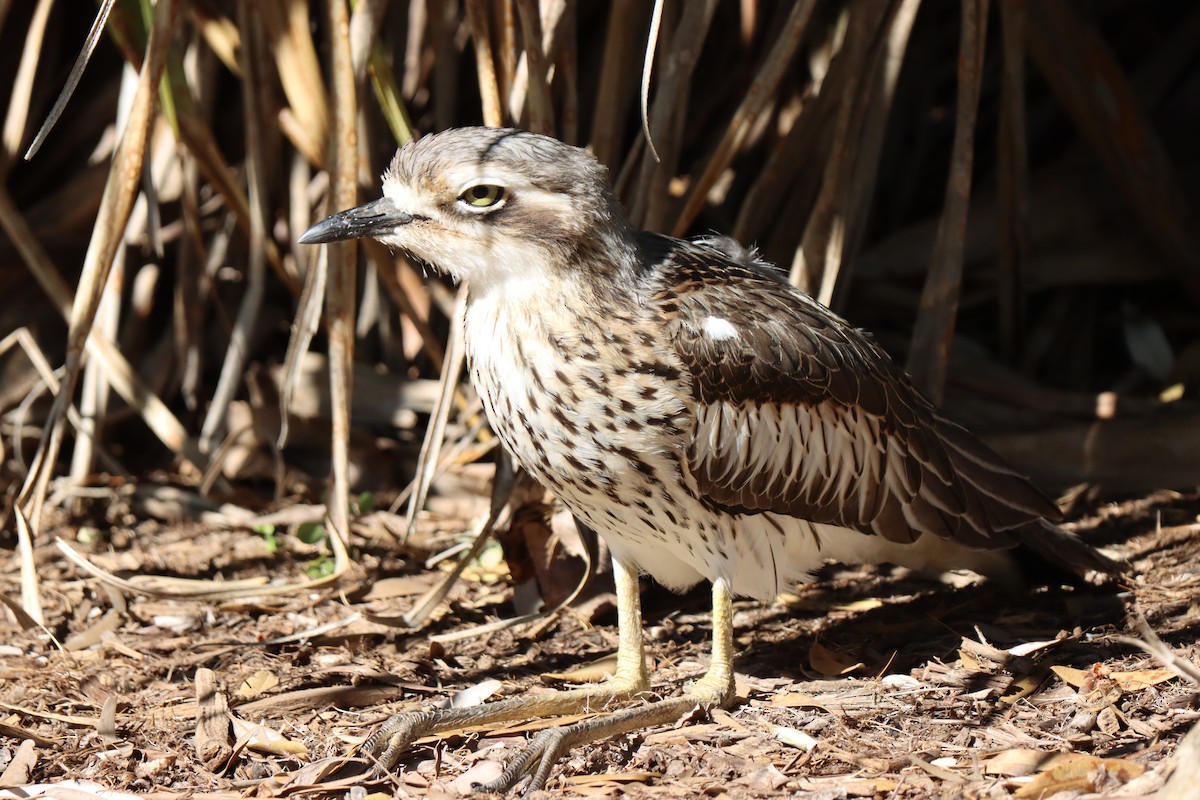 Bush Thick-knee - ML620522751