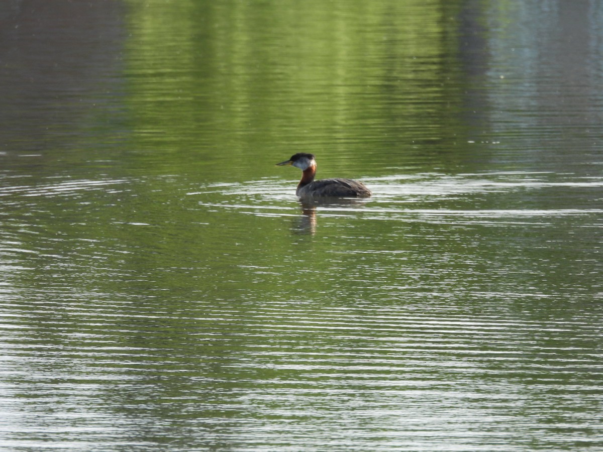 Red-necked Grebe - ML620522754
