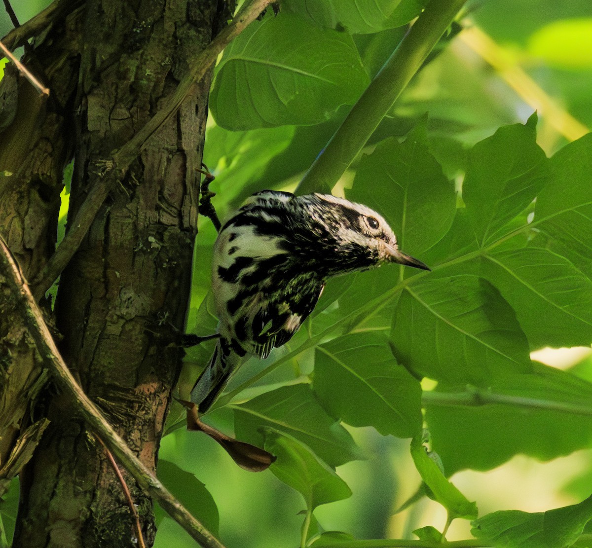 Black-and-white Warbler - ML620522756