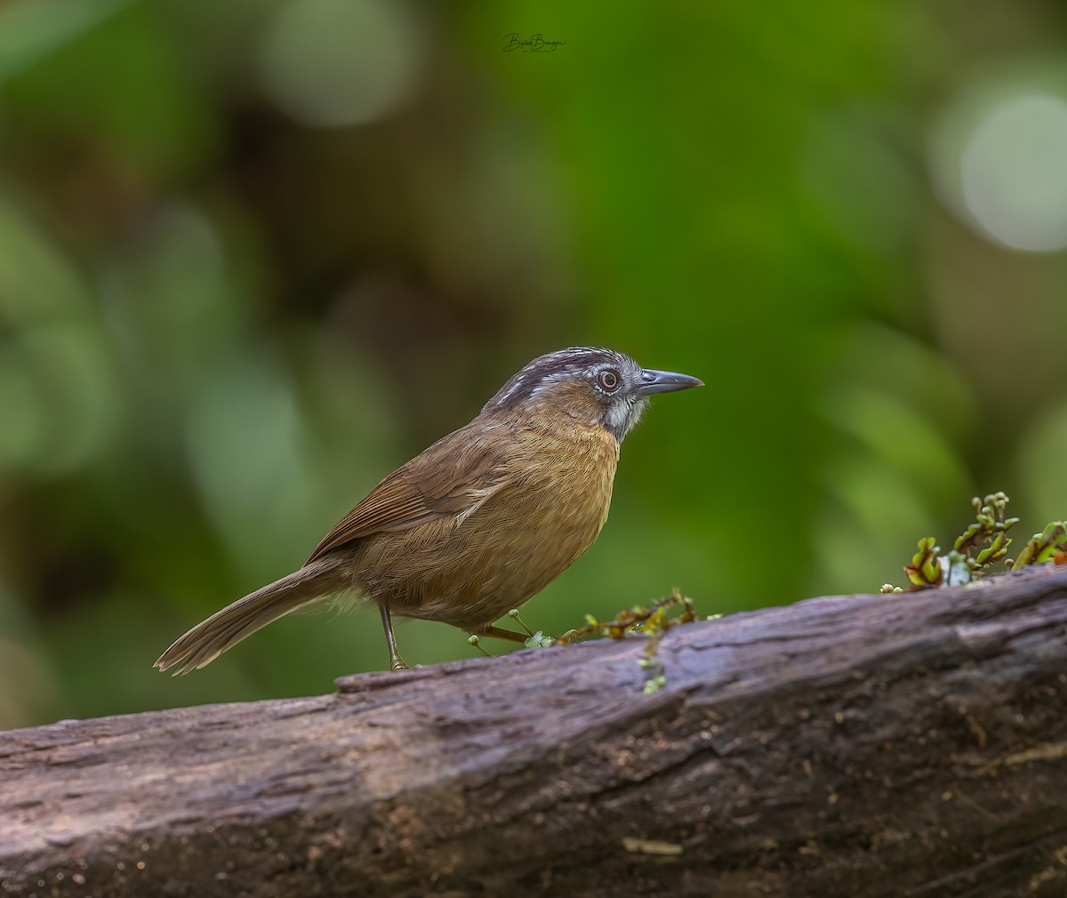 Gray-throated Babbler - ML620522757