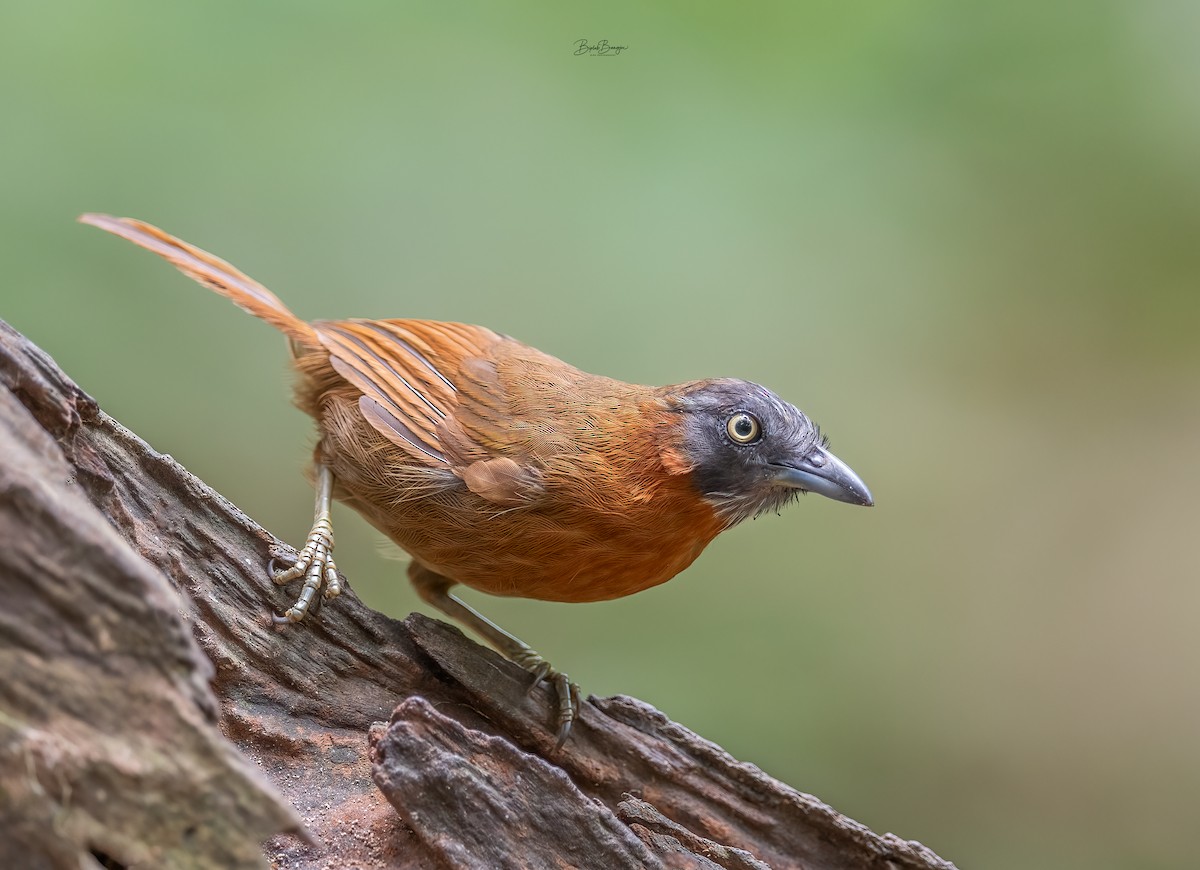 Gray-headed Babbler - ML620522758