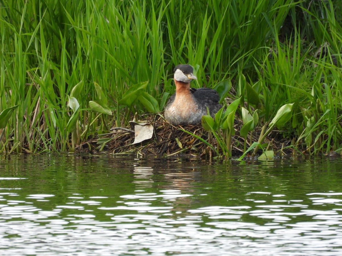 Red-necked Grebe - ML620522759