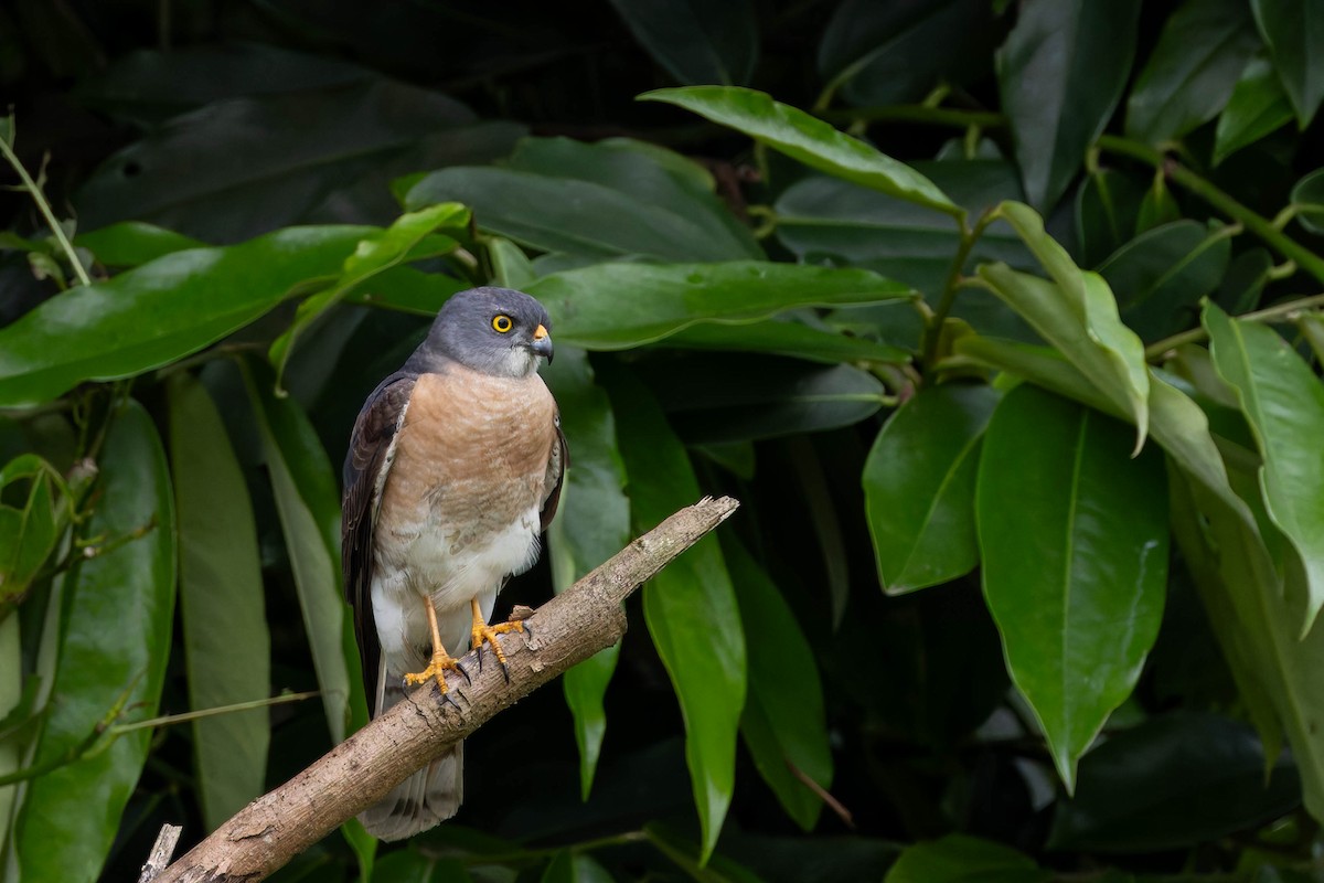 Chinese Sparrowhawk - ML620522760