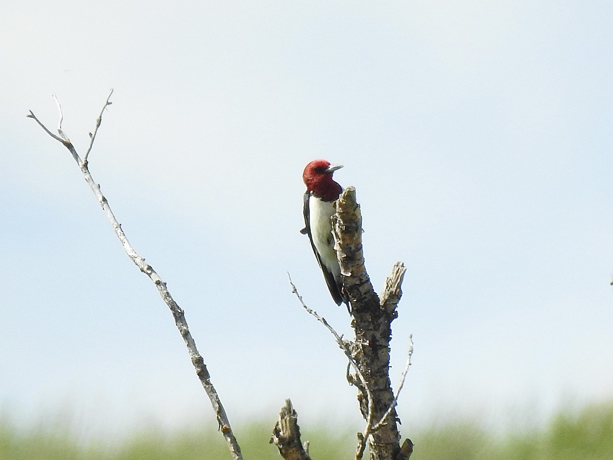 Red-headed Woodpecker - ML620522762