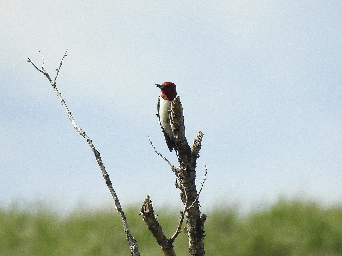 Red-headed Woodpecker - ML620522763