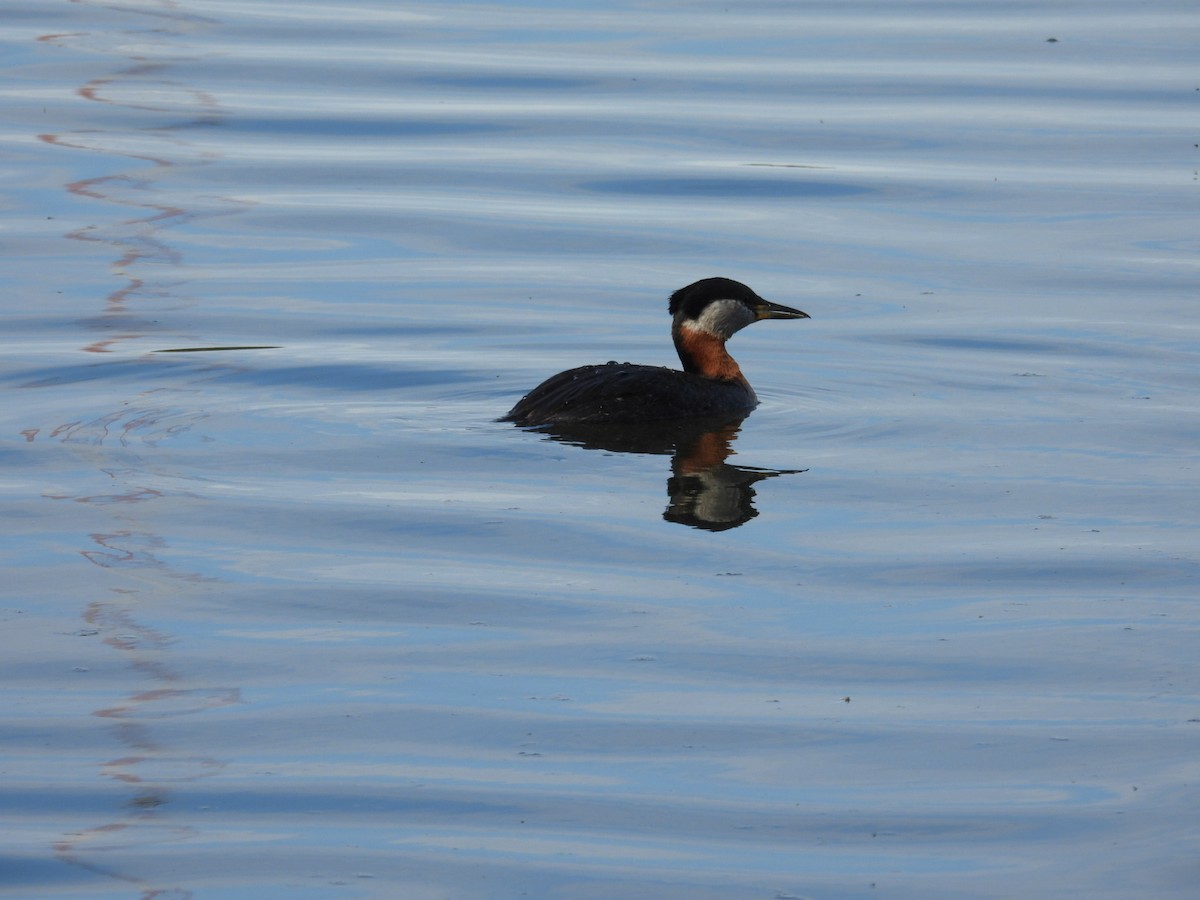 Red-necked Grebe - Beth Lenoble