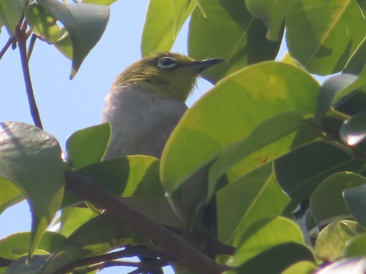 Swinhoe's White-eye - ML620522766