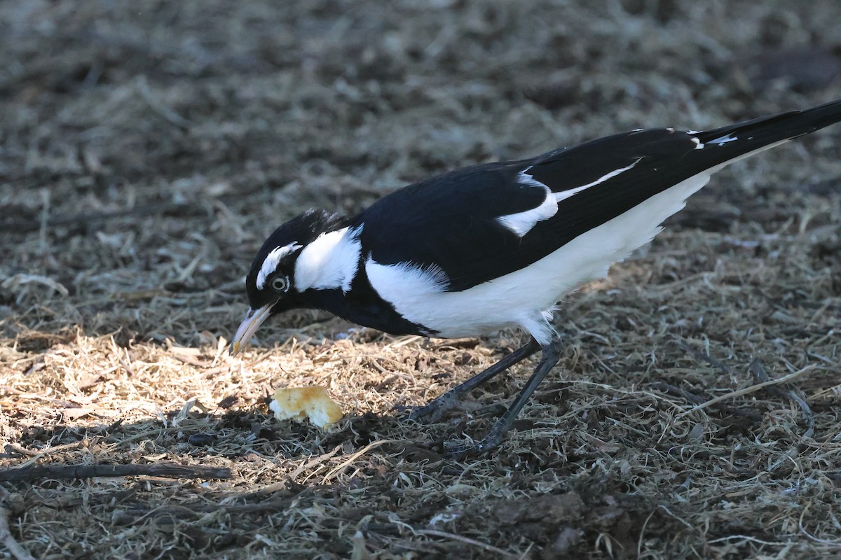 Magpie-lark - ML620522767