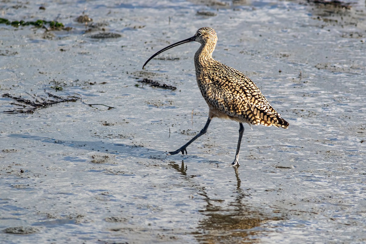 Long-billed Curlew - ML620522769