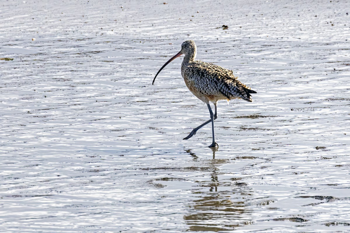 Long-billed Curlew - ML620522771