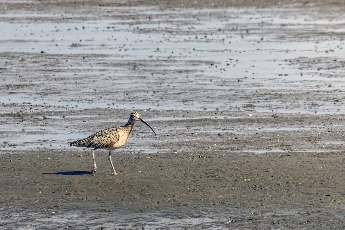 Long-billed Curlew - ML620522772