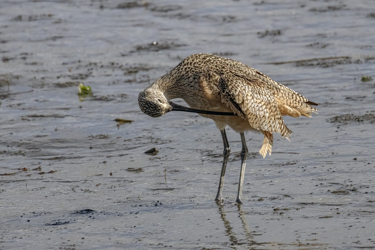 Long-billed Curlew - ML620522773