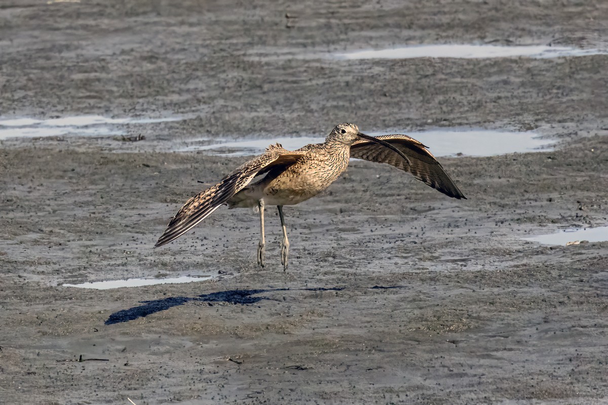 Long-billed Curlew - ML620522774