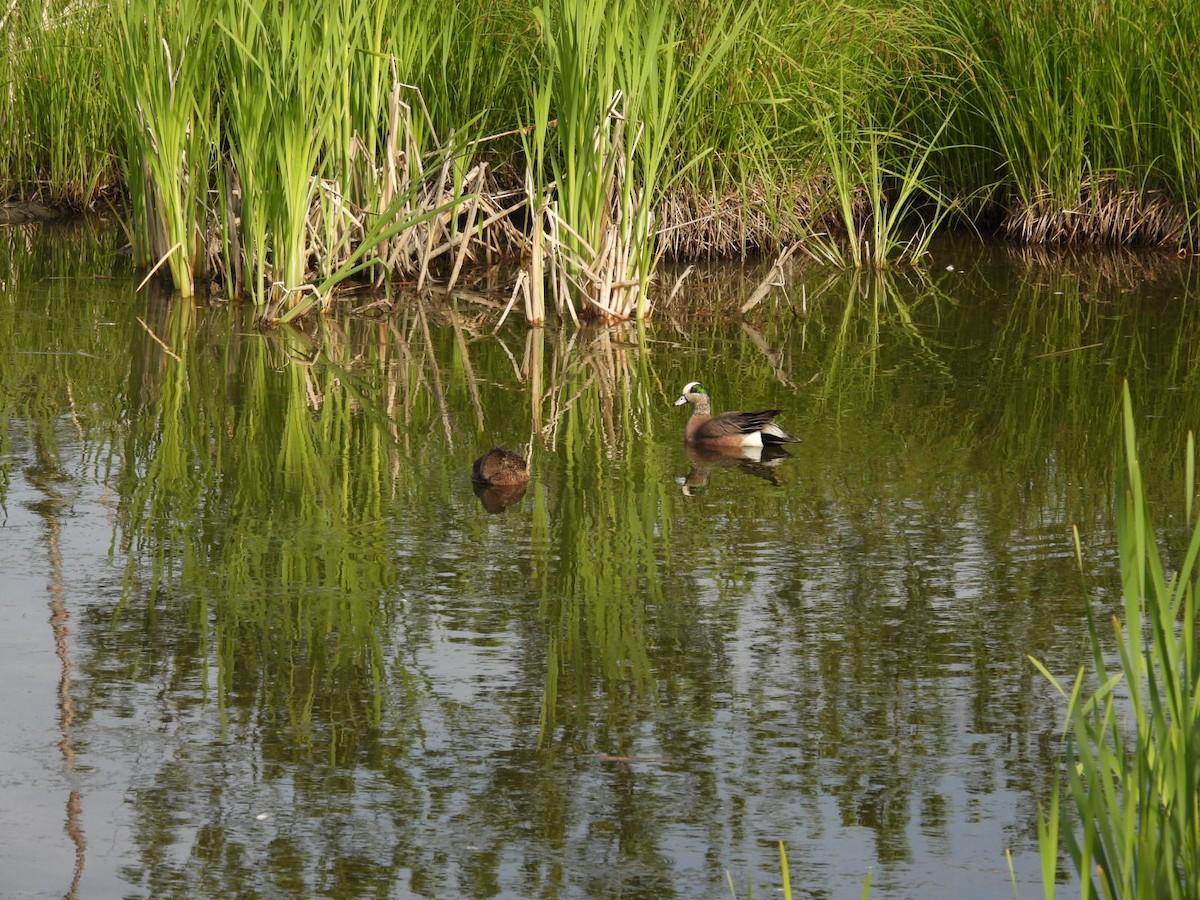 American Wigeon - Beth Lenoble