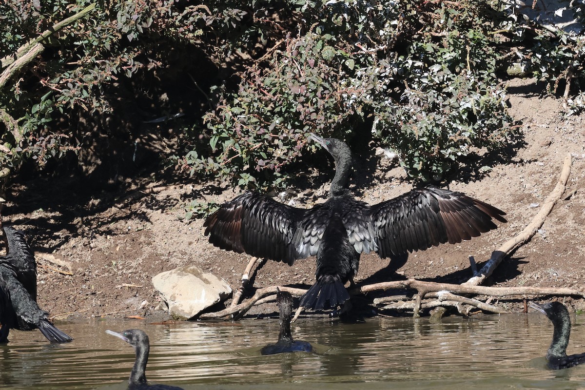 Little Black Cormorant - ML620522776