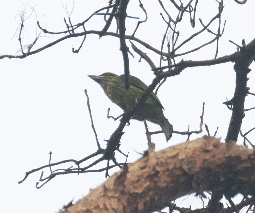 Yeşil Kulaklı Barbet - ML620522778