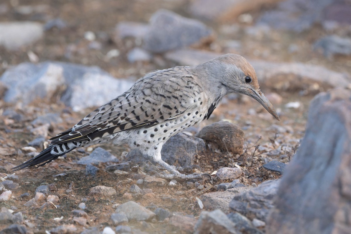 Gilded Flicker - ML620522779