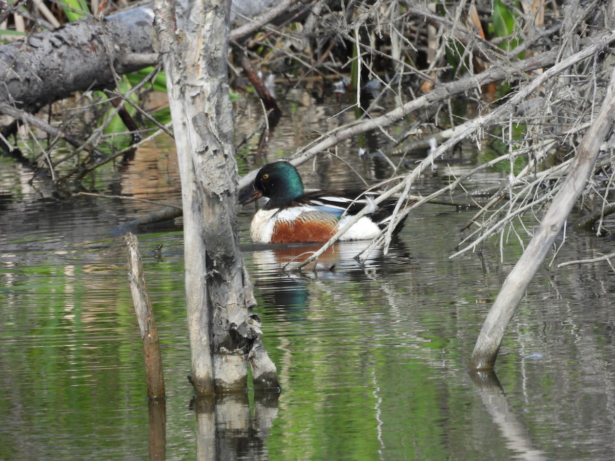 Canard souchet - ML620522781