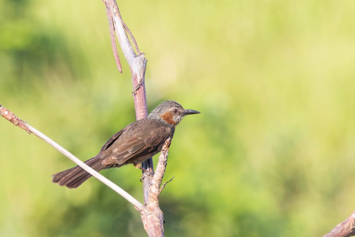 Bulbul à oreillons bruns - ML620522782