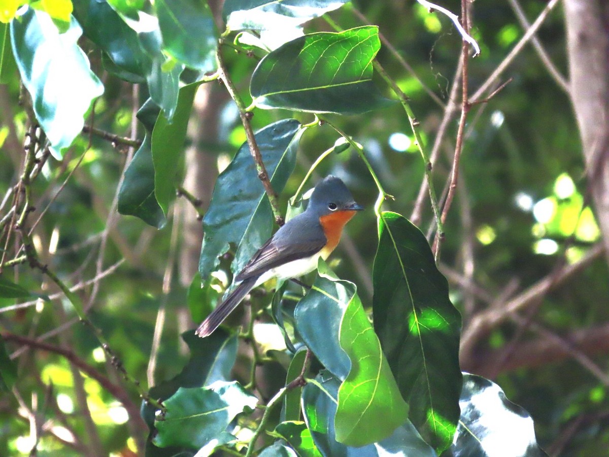 Broad-billed Flycatcher - ML620522783